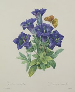 Gentiana acaulis (genziana trombetta), inciso da Langlois, da 